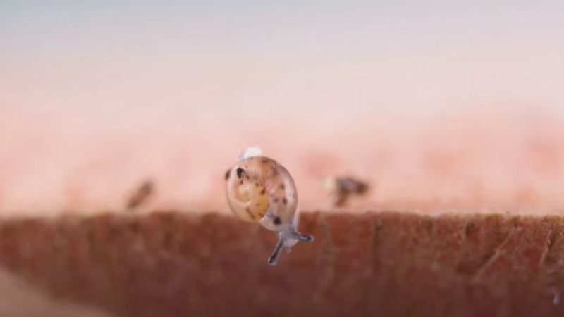 Британский зоопарк вернул редчайших улиток в дикую природу